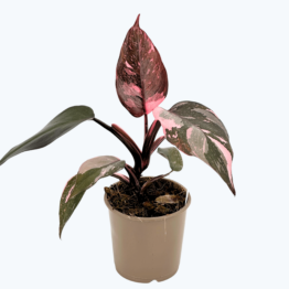 Philodendron Pink Princess Marble mit pink-grünen Blättern
