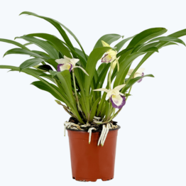 Cochleanthes Duftorchidee mit weiß-violetten Blüten im 12cm Topf