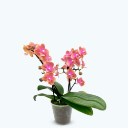 Duftorchidee Dusty Belle mit orange-roten Blüten und 2 Rispen
