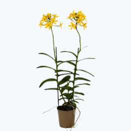 Epidendrum Nordic Fire Dauerblüher mit gelber Blüte und 2+ Rispen