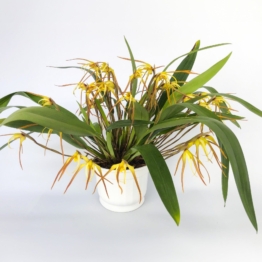 Maxillaria bradei Hybride im Ampeltopf mit gelben Blüten und 8+ Rispen