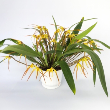 Maxillaria bradei Hybride im Ampeltopf mit gelben Blüten und 8+ Rispen