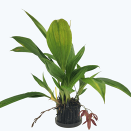 Paphinia Hybride Super Räritat