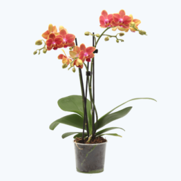 Table Dance Allen mit orangen Blüten und 2 Rispen
