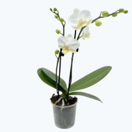 Table Dance French Blonde mit weißen Blüten und 2 Rispen