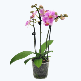 Table Dance Tanita mit hellrosa Blüten und 3 Rispen