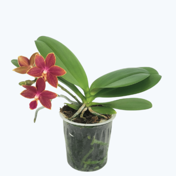 Bonsai Duftorchidee botanic mit roten Blüten und 1 Rispe