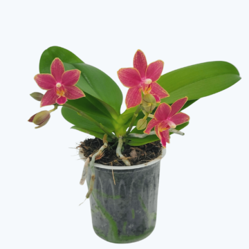 Bonsai Duftorchidee botanic mit roten Blüten und 2 Rispen