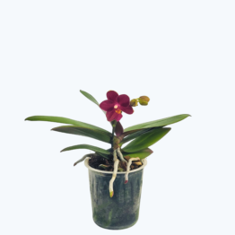 Bonsaiorchidee botanisch mit roten Blüten und 1 Rispe