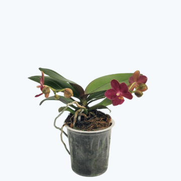 Bonsaiorchidee botanisch mit roten Blüten und 2 Rispen