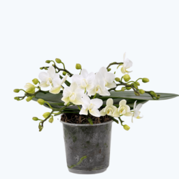 Bonsaiorchidee Nazare mit weißen Blüten und 5+ Rispen