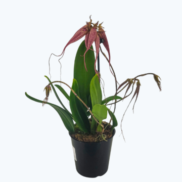 Bulbophyllum Elisabeth Ann mit 3+ Rispen