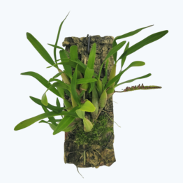 Bulbophyllum falcatum mini auf Kork