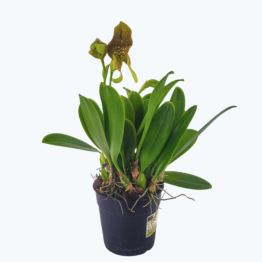 Bulbophyllum Grandiflorum mit 3+ Rispen