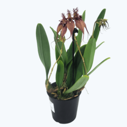 Bulbophyllum Rothschildiana mit 3+ Rispen