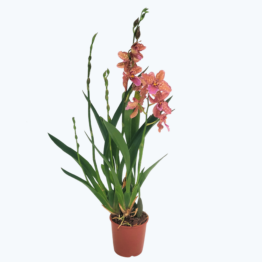 Cambria hybride mit orangen Blüten und 2+ Rispen