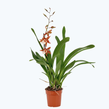 Cambria Tiger Orange mit 2 Rispen