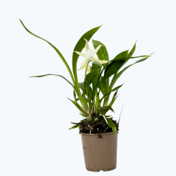 Cochleanthes Duftorchidee mit grün-weißer Blüte im 9cm Topf