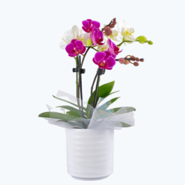 Cocktail Orchidee mit violett-weißen Blüten und 4 Rispen, Keramik und Dekovlies