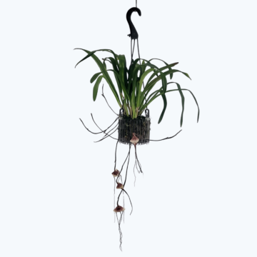 Dracula 'Amaliae' im Ampeltopf