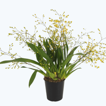 Duftorchidee Oncidium Twinkle Jasmin mit 5+ Rispen im 9cm Topf