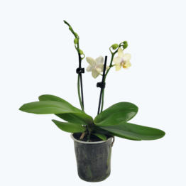 Duftorchidee Table Dance Leonora mit hellgelben Blüten und 2+ Rispen