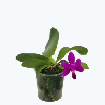 Duftorchidee Violaceae im 6 cm Topf