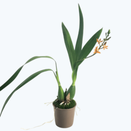 Encyclia maculosa mit orangen Blüten und 1 Rispe