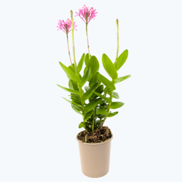 Epidendrum Nordic Fire Dauerblüher mit violettfarbenen Blüten und 1 Rispe