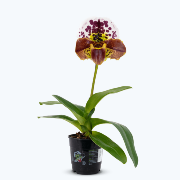 Frauenschuh Paphiopedilum Amerikanische Hybride mit zweifarbiger Blüte und 1 Rispe