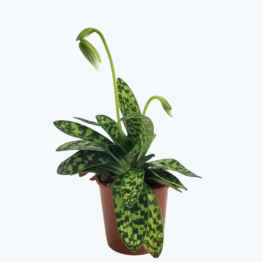 Frauenschuh Paphiopedilum Maudiae mit 2 Rispen