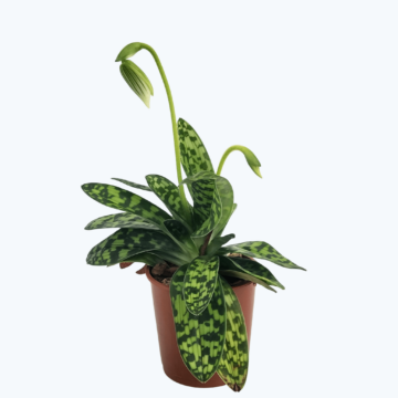 Frauenschuh Paphiopedilum Maudiae mit 2 Rispen