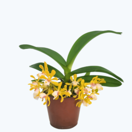 Gastrochilus im 6cm Topf