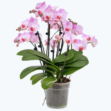 Große Two of Us Antwerpen mit rosafarbenen Blüten und 7+ Rispen