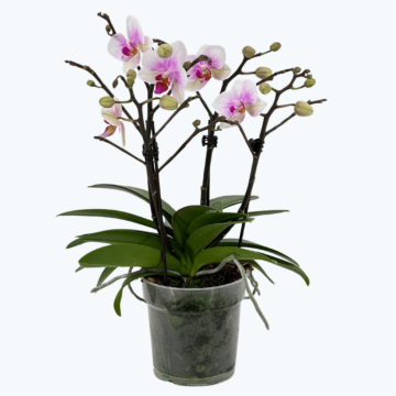 Große Two of Us Candy Love mit rosa-weißen Blüten und 4 Rispen