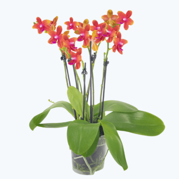 Große Two of Us Duftorchidee Bolgheri mit orangen Blüten und 7+ Rispen