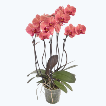 Große Two of Us Narbonne mit terracottafarbenen Blüten und 5 Rispen