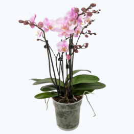 Große Two of Us Roskilde mit zartrosa Blüten und 4 Rispen