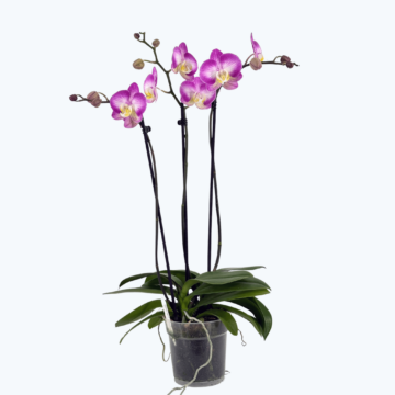 Große Two of Us Split mit pink-weißen Blüten und 3 Rispen