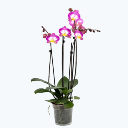 Große Two of Us Split mit pink-weißen Blüten und 4 Rispen