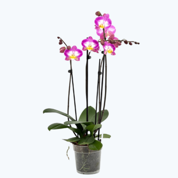 Große Two of Us Split mit pink-weißen Blüten und 4 Rispen