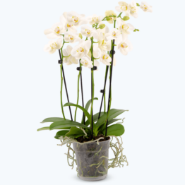 Große Two of Us Weiß mit weißen Blüten und 5+ Rispen