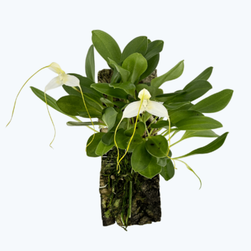 Masdevallia xanthina auf Kork