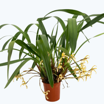 Maxillaria Picta mit cremegelben Blüten