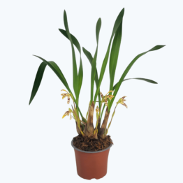 Maxillaria ubatubana mit cremegelben Blüten