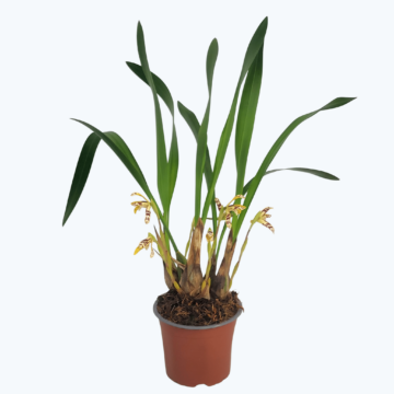 Maxillaria ubatubana mit cremegelben Blüten
