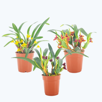Maxillaria Variabilis im 3er Set
