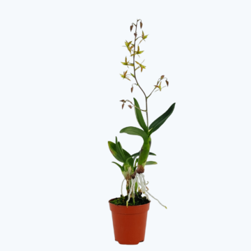 Mini-Orchidee Lanium avicula
