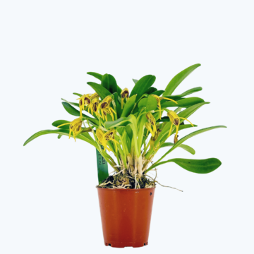 Mini-Orchidee Masdevallia garciae