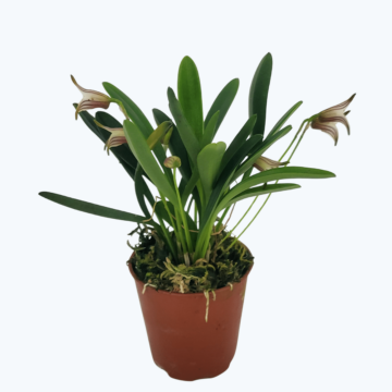 Mini-Orchidee Masdevallia 'striatella'